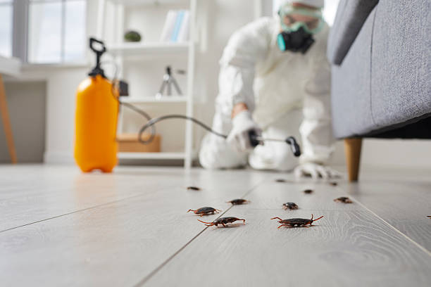 Post-Treatment Bed Bug Interceptor Monitoring in New Johnsonville